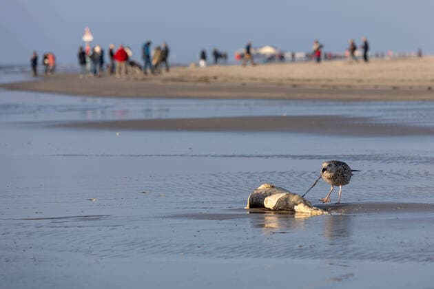 News Themen der Woche KW41 Möwe frisst tote Robbe am Strand St. Peter Ording 14.10.2022, DEU, Deutschland, St. Peter Ording: Eine Möwe frisst an einer toten Robbe. Die Robbe war mit dem Hochwasser an den Strand von St. Peter Ording gespült worden. Sankt Peter-Ording Schleswig-Holstein Deutschland *** Seagull eats dead seal on the beach St Peter Ording 14 10 2022, DEU, Germany, St Peter Ording A seagull eats at a dead seal The seal had been washed up with the high tide on the beach of St Peter Ording Saint Peter Ording Schleswig Holstein Germany