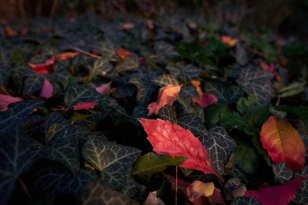 IMAGO Creative: Herbst, Laubverfärbung Wien, Austria - October 17, 2022: rote Blätter im Efeu Wien Wien Austria *** Vienna, Austria October 17, 2022 red leaves in ivy Vienna Austria 