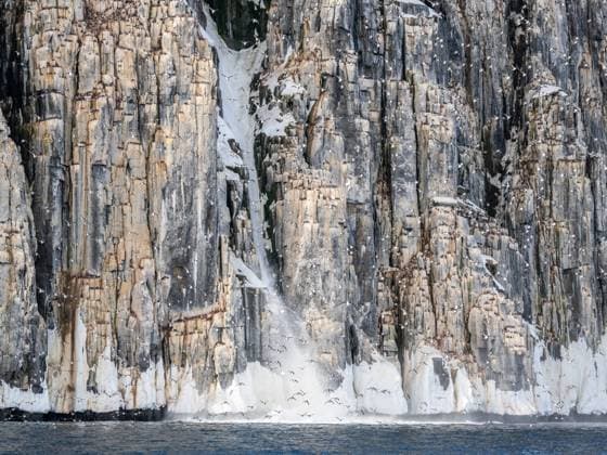 Adult Brunnich s guillemots (Uria lomvia) taking flight after a snow avalanche at Alkefjellet, Spitsbergen, Svalbard, Norway, Europe Copyright: MichaelxNolan 1112-6810