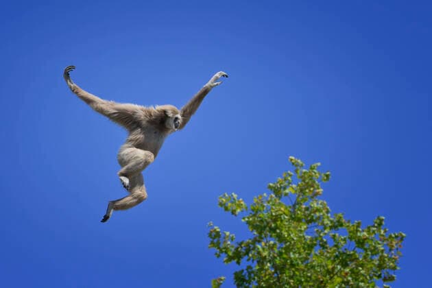 Creative Highlights World Jumping lar gibbon (white-handed gibbon) (Hylobates lar), Malaysia, Southeast Asia, Asia Copyright: G&MxTherin-Weise 1131-1765