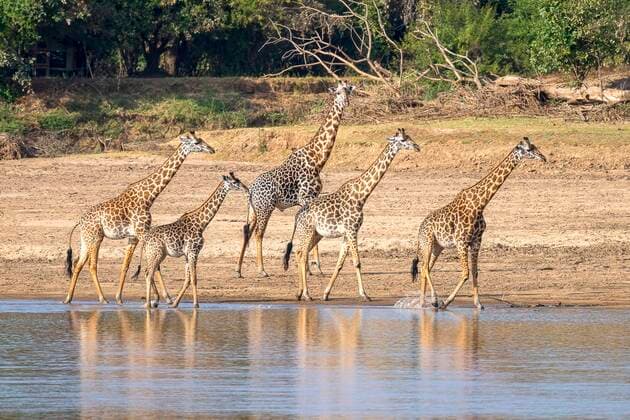 Creative Highlights World Thornicroft-Giraffe (Giraffa camelopardalis thornicrofti), Tiere am Flussufer, South Luangwa, Sambia, Afrika *** Thornicroft Giraffe Giraffa camelopardalis thornicrofti , Animals on River bank, South Luangwa, Zambia, Africa Copyright: imageBROKER/ErichxSchmidt ibxeri08691164.jpg