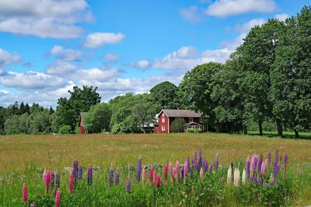  Idyllische Landschaft mit Wiesen, Mohn und Lupinen, rotes Schwedenhaus, Baumallee. Region Kalmar, Schweden, Europa *** Idyllic Landscape with Grasslands, Mohn and lupins, Red swedish house, tree avenue Region squid, Sweden, Europe Copyright: imageBROKER/ReinhardxPantke ibxrpa08552465.jpg