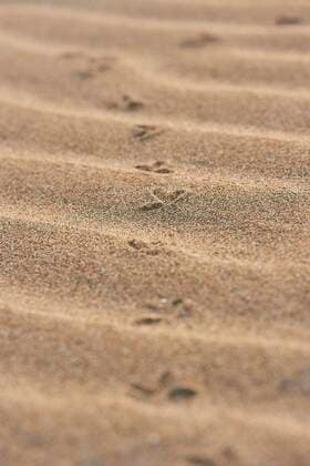 Creative Highlights World Tierspur eines Vogels am Strand Platja del Fangar, Küste, Naturschutzgebiet, Ebrodelta, Katalonien, Spanien, Europa *** Animal Trace one Birds on Beach Platja Del fangar, Coast, nature reserve, Ebro Delta, catalonia, Spain, Europe Copyright: imageBROKER/Davidx&xMichaxSheldon ibxshe08604012.jpg