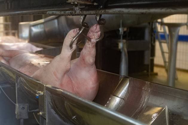 Deutschland 14. Oktober 2022: In einem Schlachthof für Schweine werden frisch geschlachtete Schweine an einem Fördersystem transportiert. In der Fleischwirtschaft werden Tiere geschlachtet und in der Fleischproduktion zu Fleischprodukten verarbeitet die Fleischkonsumenten unter anderem als Wurst und Fleisch als Nahrungsmittel zu sich nehmen. Niedersachsen *** Germany 14 October 2022 In a slaughterhouse for pigs, freshly slaughtered pigs are transported on a conveyor system In the meat industry, animals are slaughtered and processed in meat production into meat products that meat consumers eat as sausage and meat as food Lower Saxony, among other things Copyright: xFotostandx xGelhotx