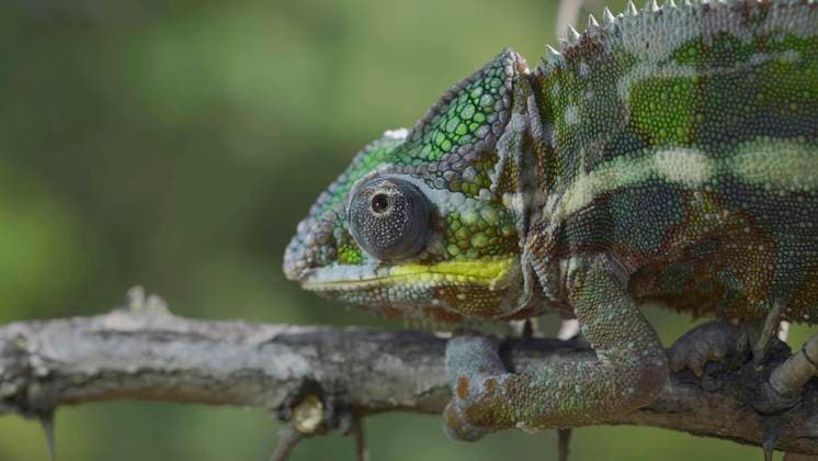 Nahaufnahme eines Chamäleons, das auf einem Ast sitzt und sich umschaut. Pantherchamäleon (Furcifer pardalis) Copyright: imageBROKER/AndreyxNekrasov ibxaaa08520005.jpg