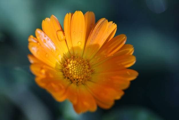 Natur 21.10.2022, Ostramondra, Wassertrofpen, Tautropfen auf der Bluete einer Ringelblume (Calendula officinalis) *** Nature 21 10 2022, Ostramondra, water drops, dew drops on the blossom of a marigold Calendula officinalis