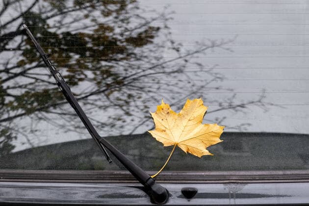 Ein gelb verfärbtes Laubblatt liegt auf der Windschutzscheibe eines Autos in Berlin. A leaf discolored yellow lies on the windshield of a car in Berlin. Herbst *** A leaf discolored yellow lies on the windshield of a car in Berlin Autumn s_p20221021-13099.jpg