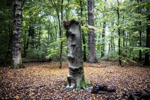 Presserundgang und Buchvorstellung Wildnis in Frankfurt, Frankfurter Biegwald, Frankfurt, Bild x von 28 Frankfurt, 14.10.2022 Presserundgang und Buchvorstellung Wildnis in Frankfurt, Frankfurter Biegwald, Frankfurt, im Bild: Totholz abgestorbener Baum, *** Press tour and book launch Wilderness in Frankfurt, Frankfurt Biegwald, Frankfurt, image x of 28 Frankfurt, 14 10 2022 Press tour and book launch Wilderness in Frankfurt, Frankfurt Biegwald, Frankfurt, in the image dead wood dead tree, wenig