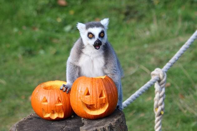 **VIDEO AVAILABLE. CONTACT INFO@COVERMG.COM TO RECEIVE.** Animals at ZSL Whipsnade Zoo took part in early Halloween celebrations on Monday 24 October. African lion Khari was among the clawed creatures investigating spooky, carved, jack-o-lanterns, which zookeepers had filled with their favourite treats and hidden around their habitats. The conservation zoo?s ring-tailed lemurs spared no time removing the lids from the pumpkins and picking out the sweetcorn concealed inside, while greater one-horned rhino mum Behan and her daughter Zhiwa, for whom pumpkin itself is a special treat, had fun rolling the spooky vegetables around with their horns before munching on the tasty pumpkin flesh. ZSL Whipsnade Zoo?s Zoological Manager, Matthew Copyright: xx 52107148 EDITORIAL USE ONLY. NOT FOR USE BY NEWSPAPERS BASED IN THE UK.