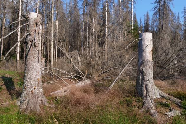 Totholz im Nationalpark Harz nahe des Brocken an der Achtermannshoehe in Niedersachsen. Totholz in deutschen Waeldern *** Deadwood in the Harz National Park near the Brocken at the Achtermannshoehe in Lower Saxony Deadwood in German Forests
