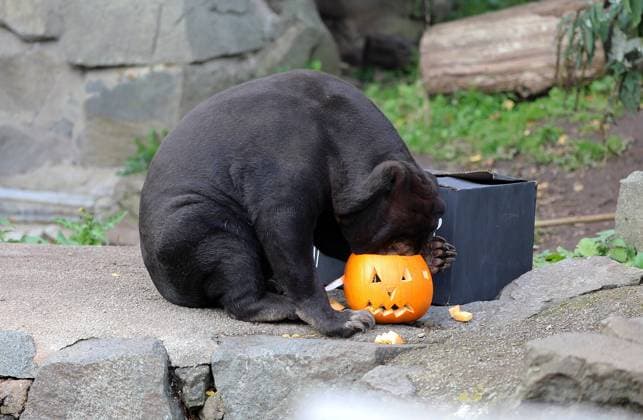 Animals at the Royal Zoological Society of Scotland?s (RZSS) Edinburgh Zoo are celebrating Halloween this week with their very own spooky treats carved by the wildlife conservation charity?s volunteers. One of the zoo?s large hairy armadillos, Diogo, and sun bears Rotana and Babu enjoyed foraging for some of their favourite snacks which were hidden inside hollowed out pumpkins. When: 27 Oct 2022 Credit: RZSS Cover Images **EDITORIAL USE ONLY. MATERIALS ONLY TO BE USED IN CONJUNCTION WITH EDITORIAL STORY. THE USE OF THESE MATERIALS FOR ADVERTISING, MARKETING OR ANY OTHER COMMERCIAL PURPOSE IS STRICTLY PROHIBITED. MATERIAL COPYRIGHT REMAINS WITH STATED PHOTOGRAPHER AND OR SUPPLIER.** Copyright: xx 52115583 EDITORIAL USE ONLY. NOT FOR USE BY NEWSPAPERS BASED IN THE UK.