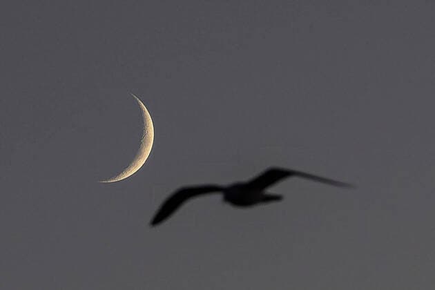 Creative Highlights World October 28, 2022, Istanbul, Turkey: A bird flies in the sky with a background of the crescent moon after sunset in Istanbul. Istanbul Turkey - ZUMAs197 20221028_zaa_s197_271 Copyright: xOnurxDogmanx