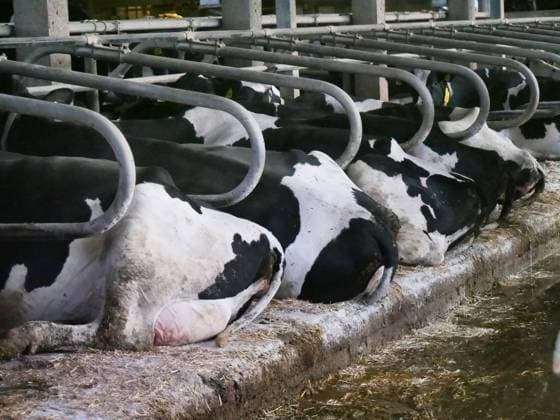 u.B.z. Rundgang und Fotoeindruecke auf einer Milchviehanlage mit Gruppenhaltung im Offenstall. Milchkuh *** u B z tour and photo impressions on a dairy farm with group housing in open stall dairy cow