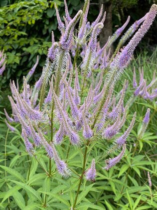 Ehrenpreis, Veronica longifolia ist eine wunderschoene bienenfreundliche Staude mit blauen Blueten. Speedwell, Veronica longifolia is a beautiful bee friendly perennial with blue flowers. *** Speedwell, Veronica longifolia is a beautiful bee friendly perennial with blue flowers Speedwell, Veronica longifolia is a beautiful bee friendly perennial with blue flowers
