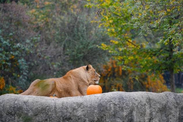 Halloween at Zagreb Zoo The lion is sitting next to the pumpkin in animal enclosure at Zagreb Zoo a few days before Halloween, in Zagreb, Croatia, on October 30, 2022 JosipxRegovic PIXSELL