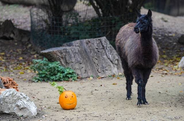 Halloween at Zagreb Zoo Llama got a pumpkin filled with food in animal enclosure at Zagreb Zoo a few days before Halloween, in Zagreb, Croatia, on October 30, 2022 JosipxRegovic PIXSELL