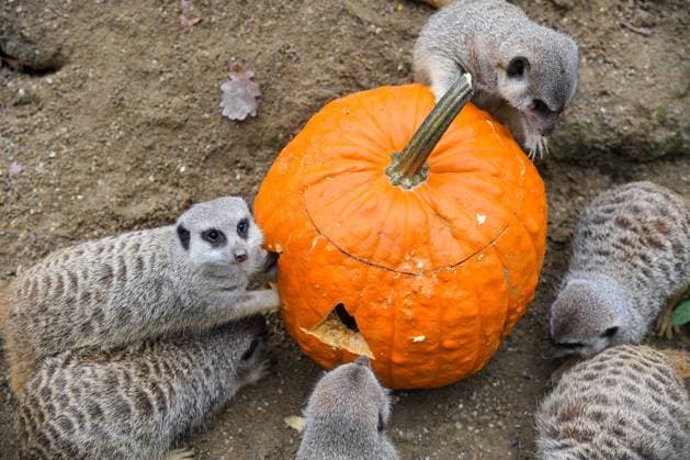 Entertainment Bilder des Tages Halloween at Zagreb Zoo Merkats examines a pumpkin filled with food in animal enclosure at Zagreb Zoo a few days before Halloween, in Zagreb, Croatia, on October 30, 2022 JosipxRegovic PIXSELL