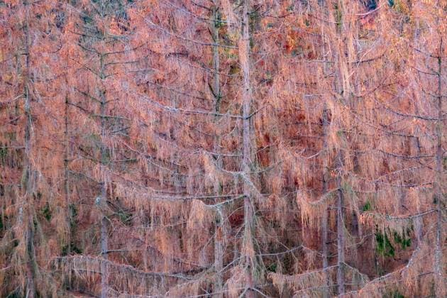 Creative Highlights World Entnadelte und braun gewordene Baeume stehen am 29.10.2022 in der Naehe von Loehma in Thueringen. Trees that have had their needles removed and have turned brown stand near Loehma in Thuringia, Germany, 29 October 2022. search: Deutschland Thueringen Wirtschaft Landwirtschaft Mittelgebirge Wetter Klima Klimawandel Klimafolgen Klimakrise Trockenheit Borkenkaefer Folgen klimatisch Umwelt Umweltschutz Umwelt und Natur Umweltschaden Umweltschaeden Oekologie Oekologisch Wald Waldbestand Waldbestaende Fortwirtschaft Forst Holz Hoelzer Holzbestand Holzwirtschaft Baum Baumsterben Baeume Ast Aeste Nadelverlust kahl kahle Waelder Sterben Waldsterben Schaden Schaeden Schaedigungen Schadensbild Klimaschutz Klimaschutzpolitik gruene Naturereignis Er