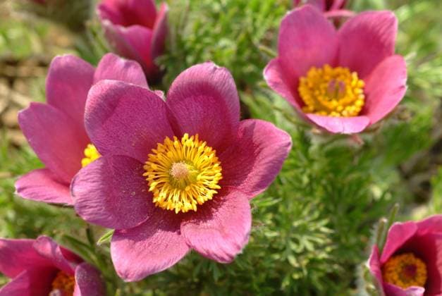 Gewöhnliche Kuhschelle, Pulsatilla vulgaris, auch Gewöhnliche Küchenschelle, Küchenschelle oder Kuhschelle wurde schon von Hippokrates für seine Wirkung als Heilpflanze geschätzt, und zwar bei Erkältungen, Kopfschmerzen, Angst, Hysterie sowie zur Förderung der Menstruation