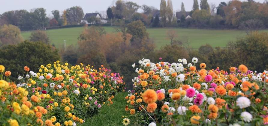 31.10.2022, Deutschland, NRW, Blumenzucht, Pflanzen, Schnittblumen, Bunte Dahlien auf einem Feld, Dahlie NRW Deutschland *** 31 10 2022, Germany, NRW, floriculture, plants, cut flowers, colorful dahlias on a field, dahlia NRW Germany Copyright: xDoritxKerlekin SnowfieldxPhotographyx SF311022DahlienD01