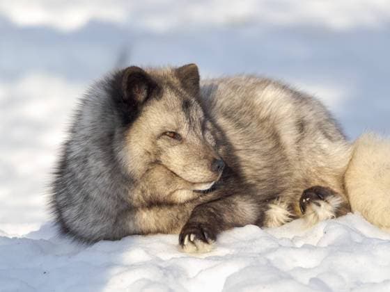 Arctic Fox (white fox, polar fox, snow fox, Vulpes lagopus), blue morph, in deep snow during winter. Europe, Scandinavia, Norway, Bardu, Polar Park enclosure Â¬ÂMartinZwick REDA&CO 1028_24_MZW15819
