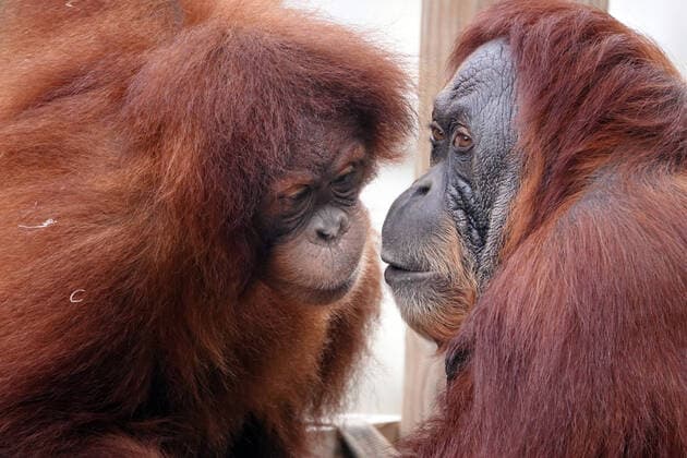 Entertainment Themen der Woche KW44 Entertainment Bilder des Tages November 1, 2022, Memphis, Tennessee, USA: Orangutans Jahe and her baby Rowan at The Memphis Zoo which is home to over 3,500 animal residents representing 500 different species. Memphis USA - ZUMAf103 20221101_zaf_f103_013 Copyright: xKarenxFochtx