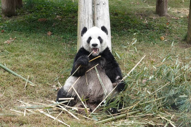 Entertainment Themen der Woche KW44 Entertainment Bilder des Tages November 1, 2022, Memphis, Tennessee, USA: Giant Panda Le Le at THE MEMPHIS ZOO which is home to over 3,500 animal residents representing 500 different species, shot on Tuesday, Nov. 1, 2022, in Memphis, Tenn. Memphis USA - ZUMAf103 20221101_zaf_f103_014 Copyright: xKarenxFochtx