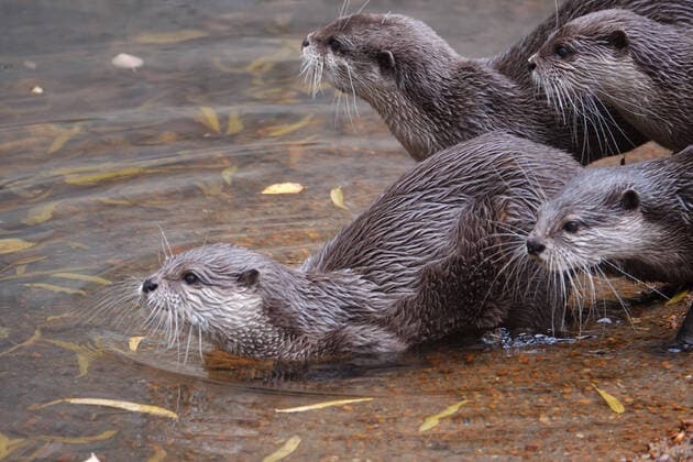 Entertainment Themen der Woche KW44 Entertainment Bilder des Tages November 1, 2022, Memphis, Tennessee, USA: Otters on exhibit at THE MEMPHIS ZOO which is home to over 3,500 animal residents representing 500 different species, shot on Tuesday, Nov. 1, 2022, in Memphis, Tenn. Memphis USA - ZUMAf103 20221101_zaf_f103_012 Copyright: xKarenxFochtx