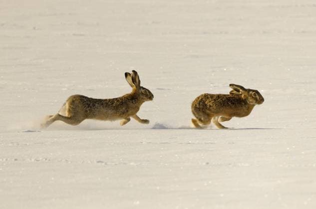 Creative Highlights World Europaeischer Hase, Europaeischer Feldhase (Lepus europaeus), zwei Feldhasen jagen sich auf einem schneebedeckten Feld, Seitenansicht, Deutschland European hare, Brown hare (Lepus europaeus), two brown hares chasing each other on a snow-covered field, side view, Germany BLWS674838 *** european Rabbit, european European hare Lepus europaeus , Two Hares hunt itself at a snow-covered Field, side view, Germany European have, Brown Hare Lepus europaeus , Two Brown Hares Chasing each Other ON a Snow Covered fields Side view, Germany BLWS674838 Copyright: xblickwinkel S.xMeyersx