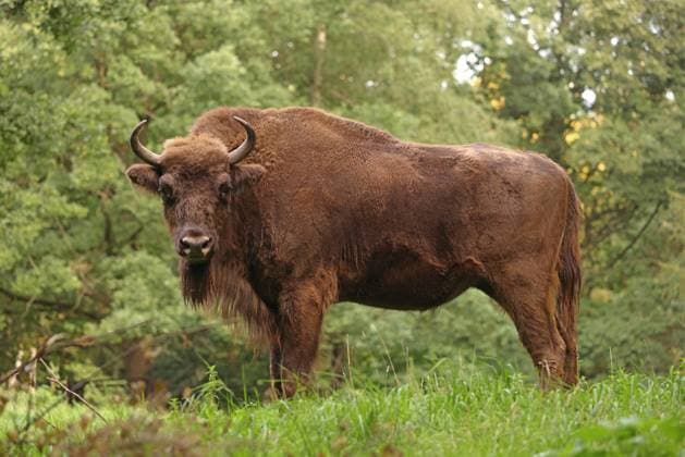 Wisent, Europaeischer Bison (Bison bonasus), Wisentkuh auf einer Waldwiese, Deutschland European bison, wisent (Bison bonasus), female stands in a forest meadow, Germany BLWS674960 *** bison, european Bison Bison bonasus , Wisentkuh at a glade, Germany European bison, Bison Bison bonasus , Female stands in a Forest meadow, Germany BLWS674960 Copyright: xblickwinkel S.xMeyersx