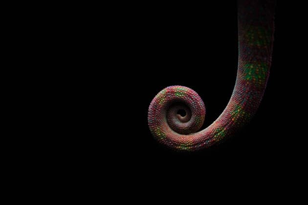 Creative Highlights World Wild chameleon with coiled colorful tail hanging against black background in dark studio AndresMena_ID969_36514_009 Copyright: xAndresxMenax Model Released