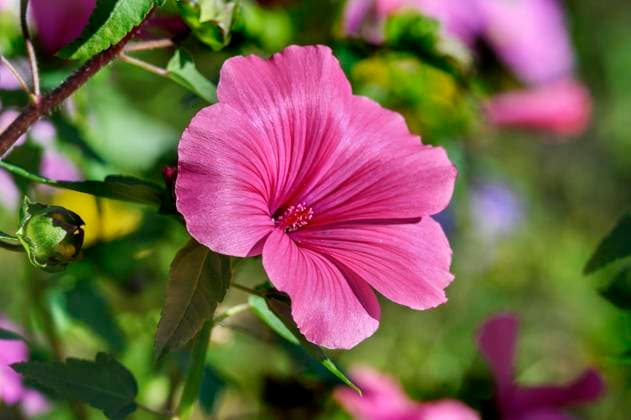  Blühende Malve, Stockrose, Stockmalve, Pappelrose, Garten-Stockrose (Alcea rosea), Allgäu, Bayern, Deutschland, Europa *** Flowering Mallow, hollyhock, hollyhock, poplar rose, Garden Stockrose Alcea Rosea , allgaeu, Bavaria, Germany, Europe Copyright: imageBROKER/ManfredxBail ibxabc08749704.jpg