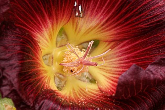 Stockrose, Stock-Rose, Stockmalve, Stock-Malve, Halsrose, Hals-Rose, Brandrose, Brand-Rose (Alcea rosea, Althaea rosea), purpurfarben, Makroaufnahme Bluetendetail hollyhock (Alcea rosea, Althaea rosea), macro shot of flower BLWS675640 *** hollyhock, Stock Rose, hollyhock, Stock Mallow, neck rose, Neck Rose, smut rose, Brand Rose Alcea rosea, althaea Rosea , purple, Macro shot Bluetendetail hollyhock Alcea rosea, althaea Rosea , Macro Shot of Flower BLWS675640 Copyright: xblickwinkel A.xHartlx
