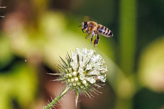 Schlanke Karde (Dipsacus strigosus), Bluetenstand mit Honigbiene, Bestaeuber, Deutschland, Bayern Small teasel, Yellow-flowered Teasel (Dipsacus strigosus), inflorescence with honey bee, pollinator, Germany, Bavaria BLWS675695