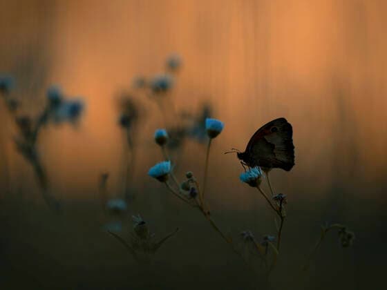 Creative Highlights World Silhouette ringlet butterfly on blue flower at sunset, Ehingen Baden-Württemberg Deutschland BSTF00205