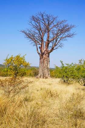 Creative Highlights World Afrikanischer Affenbrotbaum (Adansonia digitata) ohne Blätter im afrikanischen Busch. Victoriafälle, Simbabwe, Afrika *** African Baobab Tree Adansonia digitata without Sheets at African Busch victoria falls, Zimbabwe, Africa Copyright: imageBROKER/AnettexMossbacher ibxamo08742068.jpg