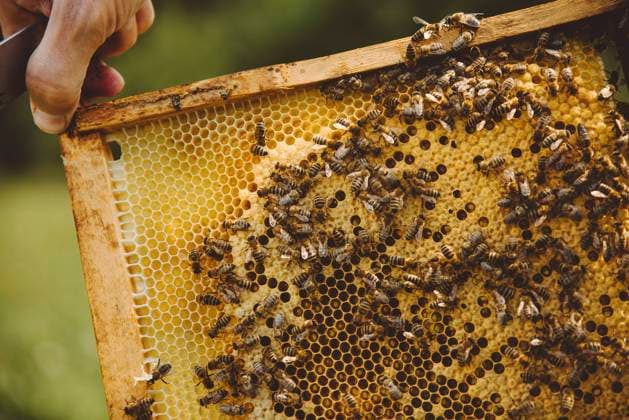 Hand of beekeeper holding beehive model released, Symbolfoto property released, IEF00150
