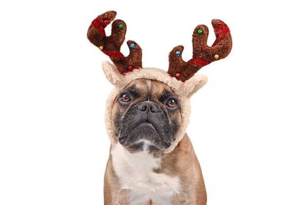  Französische Bulldogge Hund mit Weihnachten Rentiergeweih Kostüm auf weißem Hintergrund *** French Bulldog Dog with Christmas Rentiergeweih Costume at white Background Copyright: imageBROKER/Firn ibxmob08752309.jpg