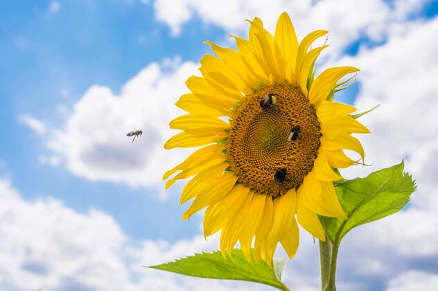 Bees feeding on blooming sunflower, MHF00645