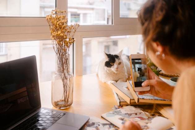 IMAGO Creative: Business - Work-Life Balance Graphic designer photographing cat through smart phone on desk at home model released, Symbolfoto property released, MMPF00416