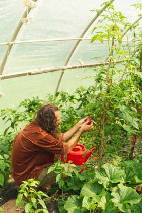 Young farmer examining tomato in greenhouse model released, Symbolfoto property released, PCLF00111