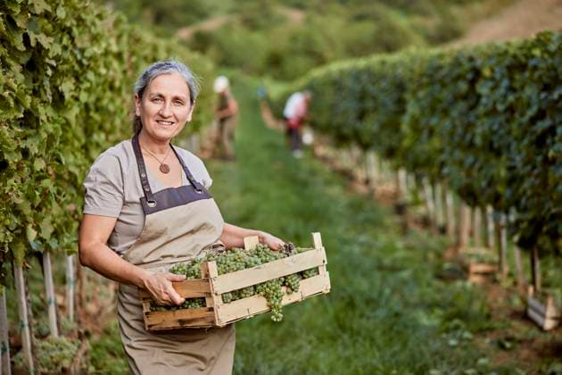 Smiling mature farmer holding crate of grapes in vineyard model released, Symbolfoto property released, ZEDF04854