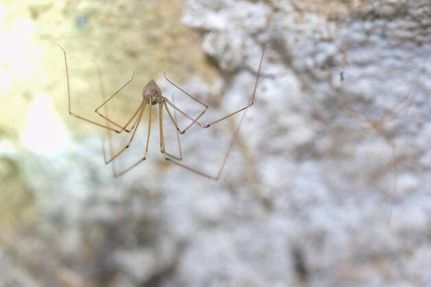 Große Zitterspinne (Pholcus phalangioides), sitzt im Keller eines Wohnhauses, Deutschland, Europa *** Great Zitterspinne Pholcus phalangioides , sits at Cellar one residential building, Germany, Europe Copyright: imageBROKER StephanxSchulz ibxsns08760538.jpg
