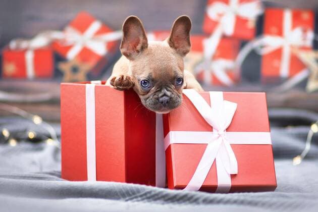  Französische Bulldogge Hundewelpe späht aus roten Weihnachtsgeschenk-Box mit Schleife *** French Bulldog Dog puppy späht from Red Christmas present Box with Loop Copyright: imageBROKER/Firn ibxmob08764629.jpg