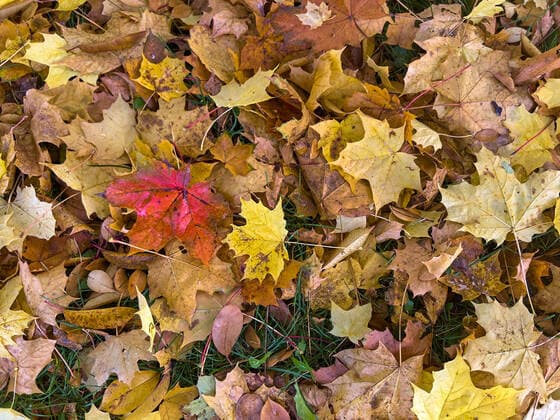 Colored leaves in the forest in autumn on October 23, 2022 in Pfaffenhofen a.d.Ilm, Bavaria, Germany.