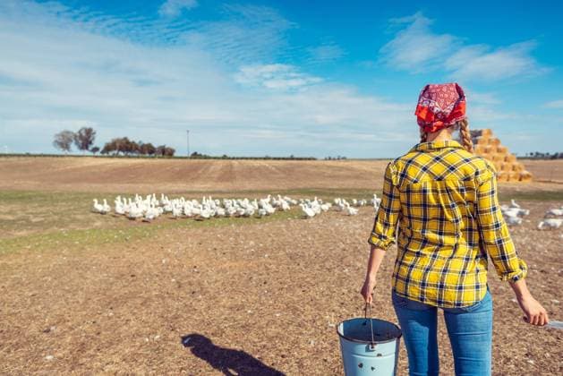 IMAGO Creative, Biodynamische Landwirtschaft RECORD DATE NOT STATED Farmer with her geese on a poultry farm in the country, model released, , 36250854.jpg, poultry, poultry farm, animals, farm animals, Farm, agriculture, farmer, Woman, countrywoman, farming, Country Estate, Geese, flock, food, feeding, bucket, smiling, summer, traditional, countryside, village, rural, people, person, occupation, work, working, young, beautiful, Caucasian, Germany