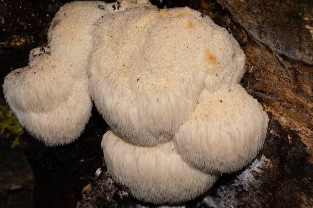 Igelstachelbart einige Fruchtkörper mit cremefarbigen herabhängenden Stacheln an Baumstamm *** Hericium some fruiting body with cream colored drooping Spines to Tree trunk Copyright: imageBROKER LudwigxWerle ibxluw08769552.jpg