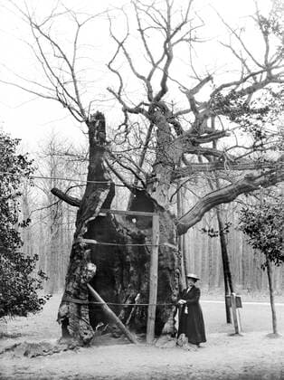 RECORD DATE NOT STATED Shambles Oak, Sherwood Forest, Edwinstowe, Nottinghamshire, 1908. Artist: Alfred Newton & Sons. Copyright:xHistoricxEnglandxArchive HeritagexImagesx IMAGO ,2677721 ! ACHTUNG: AUFNAHMEDATUM GESCHÄTZT!  Copyright:HistoricxEnglandxArchive HeritagexImagesx IMAGO