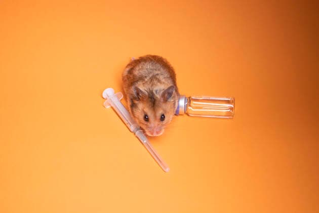 RECORD DATE NOT STATED brown hamster - mouse near medical syringe with a needle and bottle-phial isolated on orange background. medical experiments, tests on mice. veterinary. vaccine development. copy space , 36574556.jpg, rodent, rat, laboratory, tests on mice, hamster, syringe, covid 19, mouse, research, needle, vaccination, science, veterinary, biotechnology, animal, virus, expertise, innovation, healthcare and medicine, breaking new ground, biochemistry, scientific experiment, mouse - animal, medical test, education, medicine, injection, test tube, dna, lab, discovery, isolated, zoology, bottle, gmo, laboratory rat, experimentation, animal testing, laboratory mouse, lab mouse, no people, close-up, medical clinic, medical injection, background, orange, phial