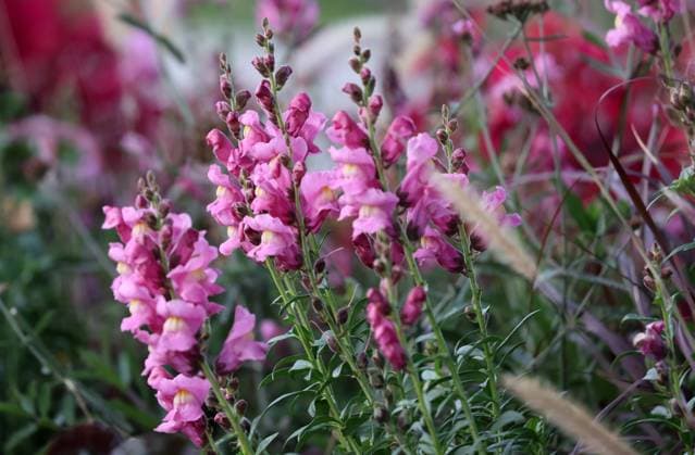 Erfurt 12.11.2022, Erfurt, Petersberg, rosafarbene Loewenmaeulchen (Antirrhinum) *** Erfurt 12 11 2022, Erfurt, Petersberg, pink loewenmaeulchen antirrhinum